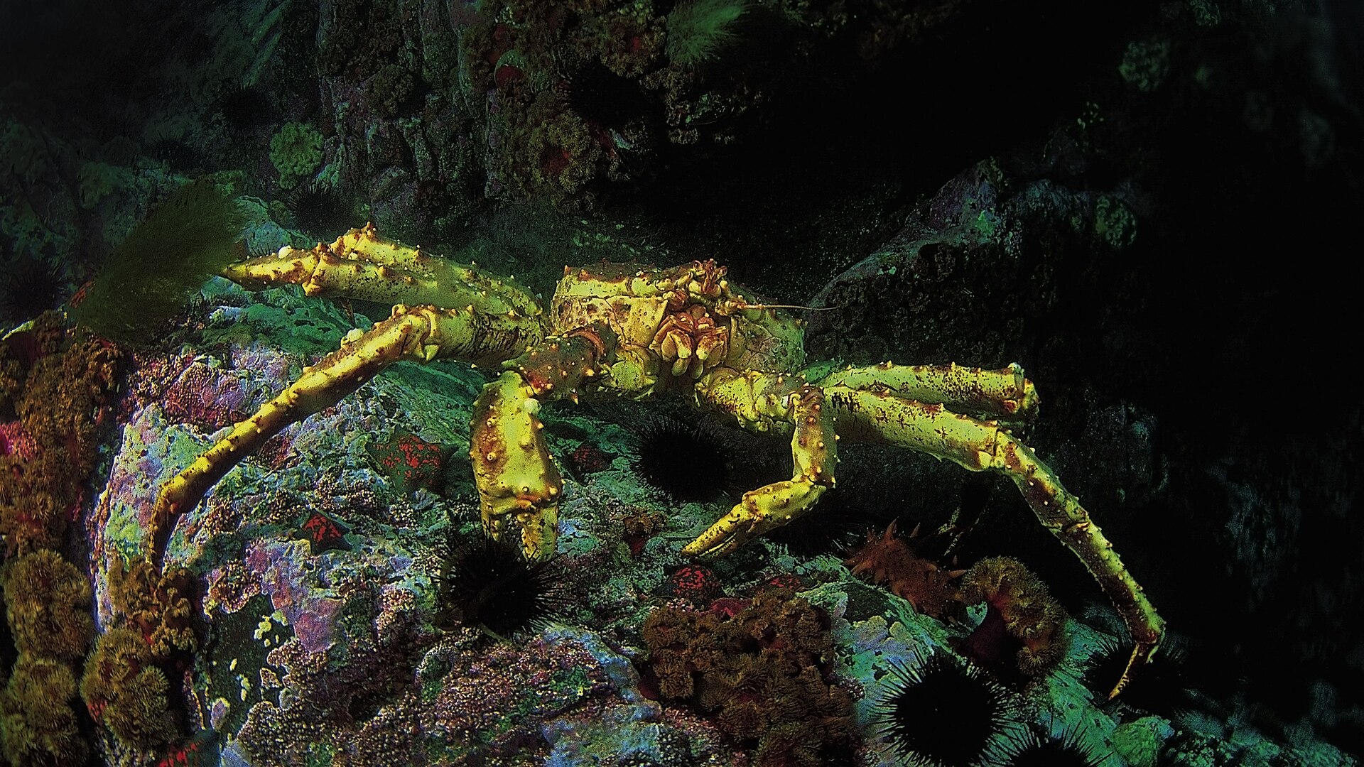 A red king crab underwater