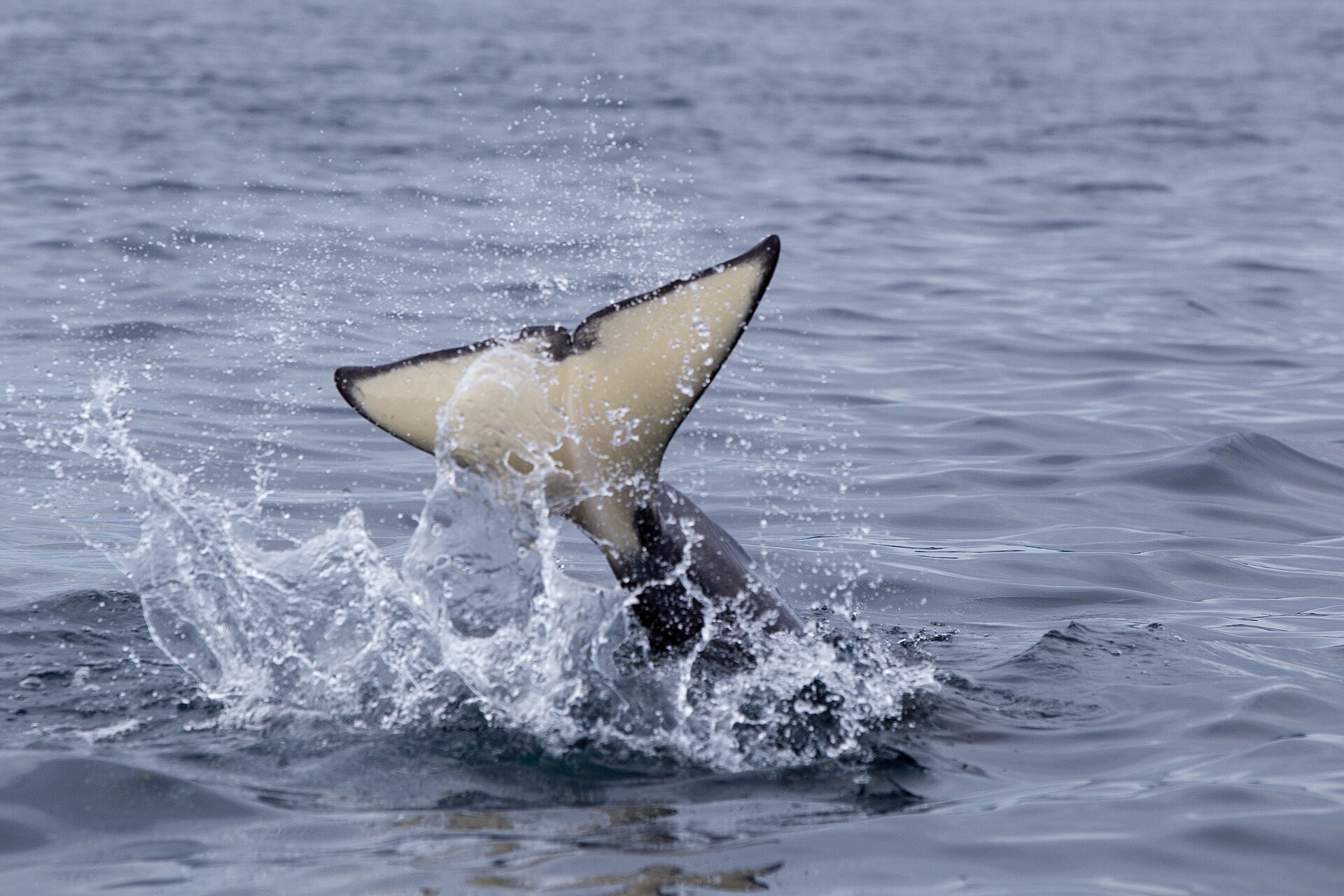 Orca tail striking the water in a Norwegian fjord