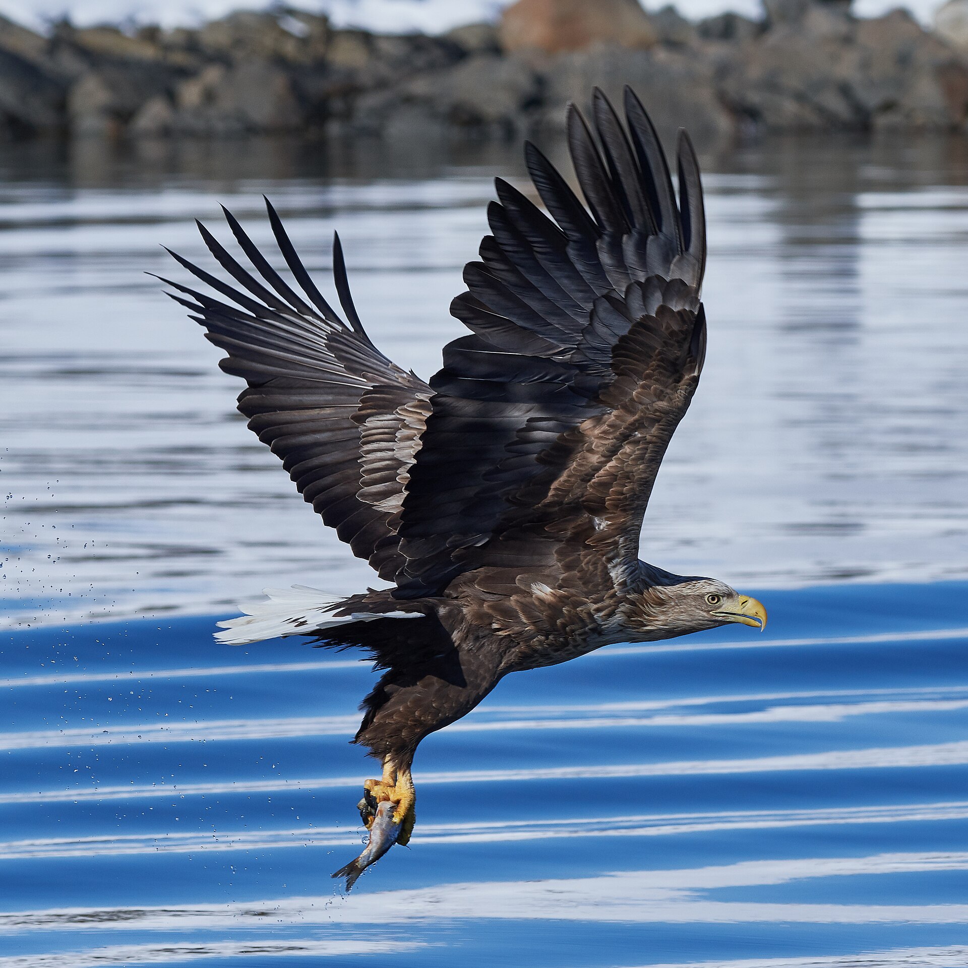 White-tailed eagle in flight