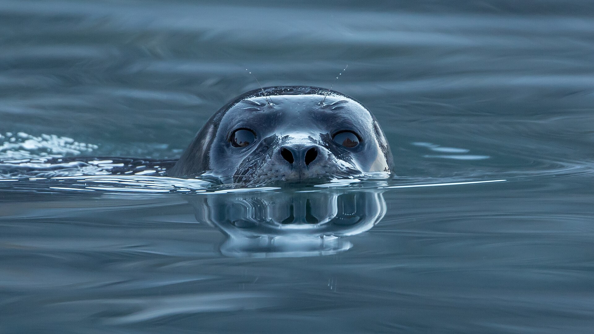 Harbour seal resting in Arctic water