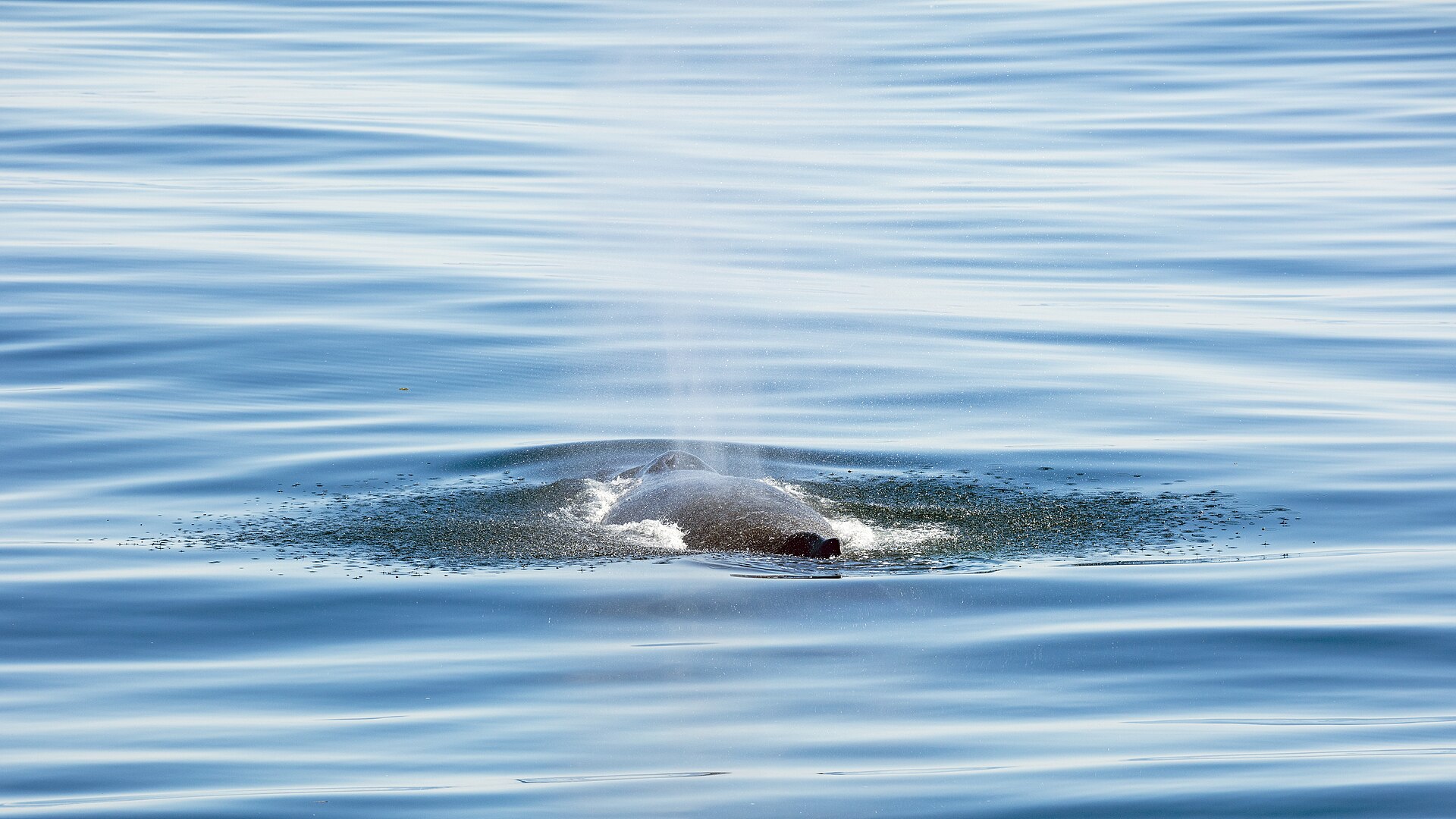 Humpback whale surfacing near Bear Island